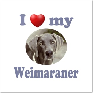 I Love My Weimaraner Posters and Art